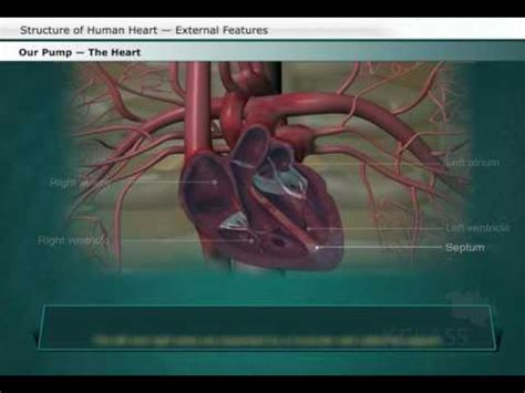 The human heart is four chambered. Structure of Human Heart — External Features - YouTube