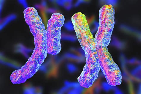 How Fragile X Syndrome Is Inherited Cdc