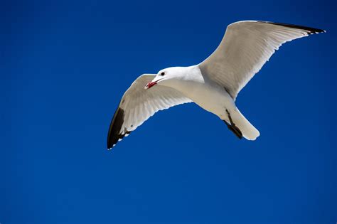 Gull Blue Sky Seagull Free Photo On Pixabay Pixabay