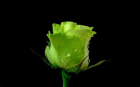Rose Flower Green Dew Water Drops Gallery Hd Desktop Wallpaper