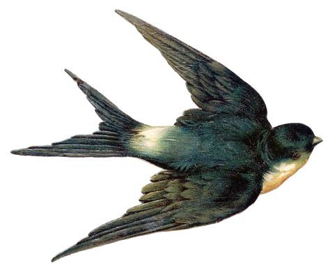 Young Swallow Clipart 20 Free Cliparts Download Images On Clipground 2021
