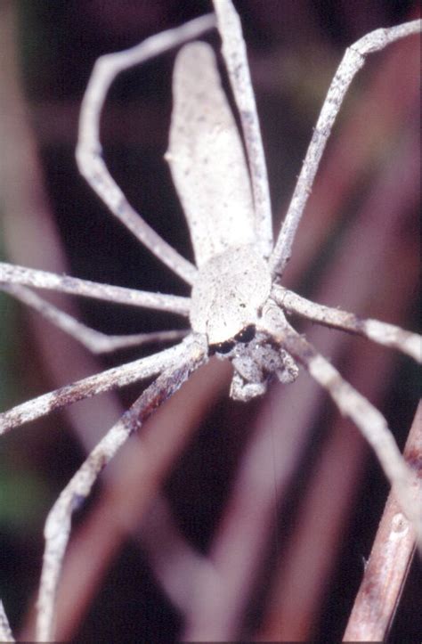 Rufous Net Casting Spider The Australian Museum