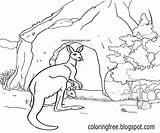 Outback Kangaroo Arid sketch template