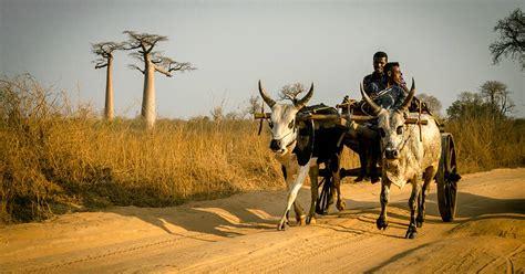 Madagascar Lo Zebù In Madagascar Evaneos
