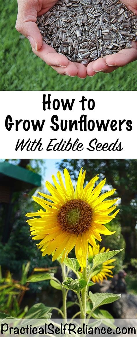 Sow the seeds into the garden rather than pots, as sunflowers have long roots that will suffer if they are planted in too small a space. How to Grow Sunflowers for Seeds