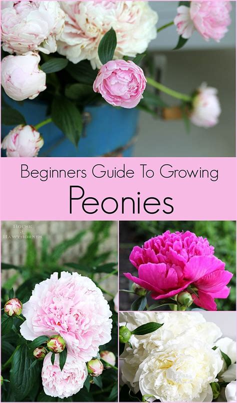 How To Grow Peonies Your Complete Guide House Of Hawthornes