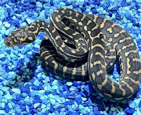 South West Carpet Python Archives Big Sky Reptiles