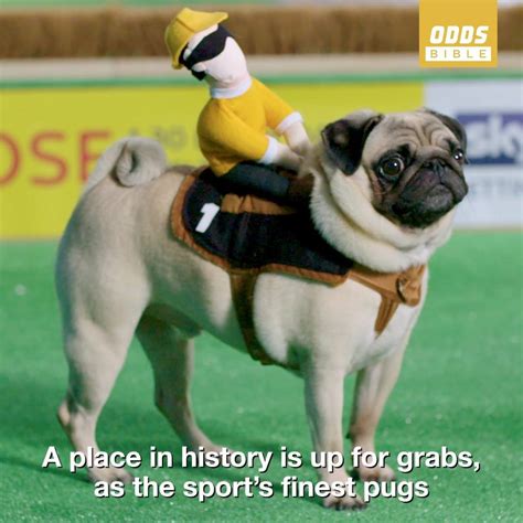 The Gold Pug Is The Greatest Race Of The Season As Cheltenham