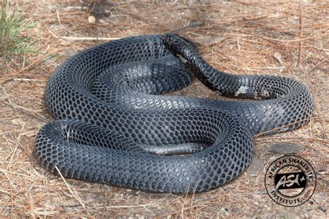 Black Necked Spitting Cobra African Snakebite Institute