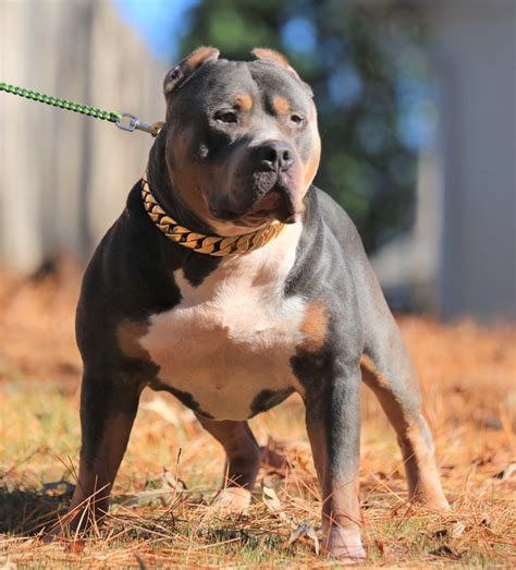 There just aren't any bloodlines out there that display (consistently) the characteristics of a mugleston dog. Big Mommas Bullies - XL & XXL AMERICAN BULLIES