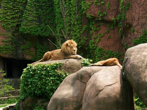 Lincoln Park Zoo Everything You Need To Know Your Chicago Guide