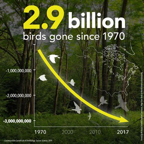 Billions Of Birds Lost Since 1970 Denver Audubon