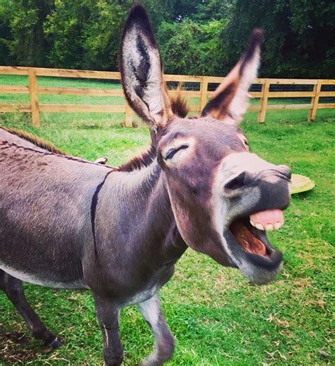 Worlds Greatest Gallery Of Laughing Donkeys