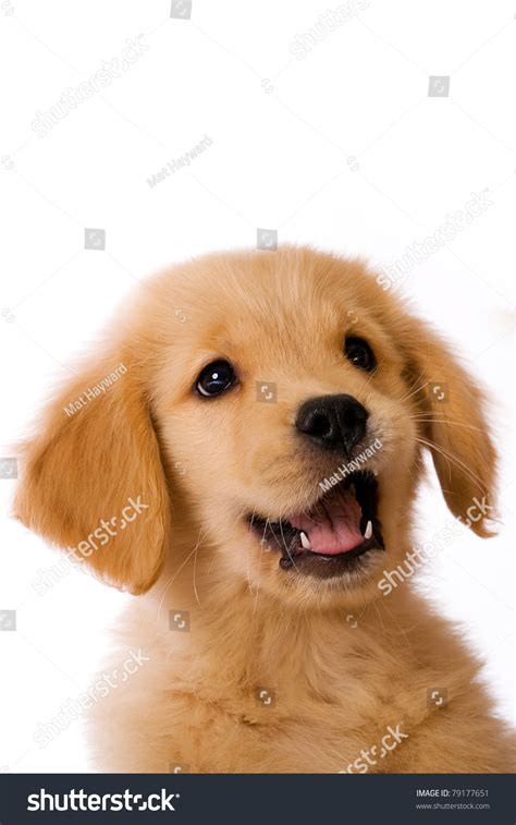 Cute Golden Retriever Puppy Happy Expression Stock Photo