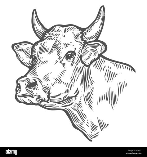 Cows Head Hand Drawn Sketch In A Graphic Style Vintage Vector