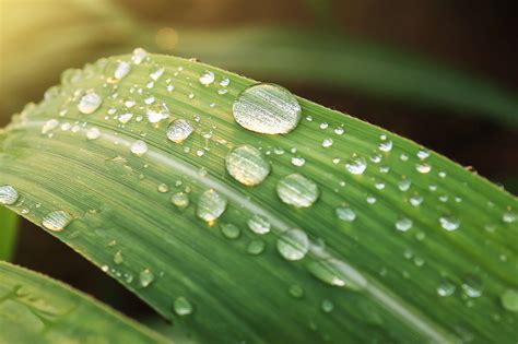 X Close Up Dew Green Leaf Macro Rain Raindrops Water