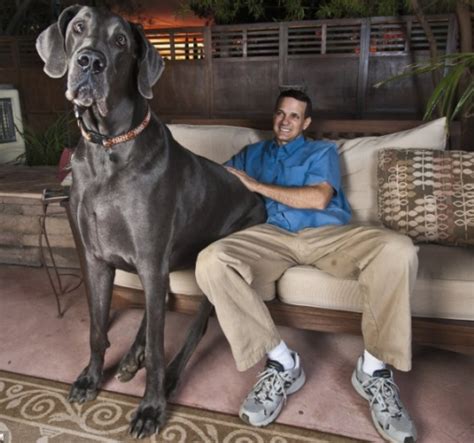Giant George The Worlds Largest Dog Giant George El Perro De Mas