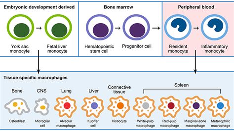 Macrophage Cell Overview Thermo Fisher Scientific Tw