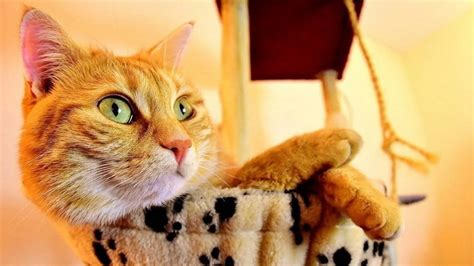 4 Reasons Why Cat Trees Are A Must For Your Felines Garfield Tips