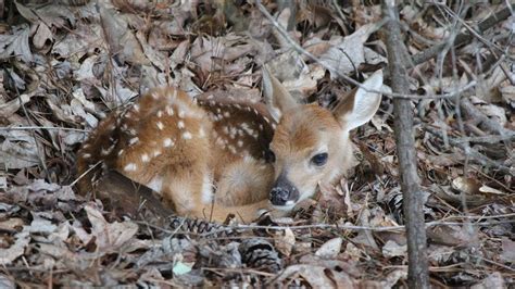 Baby Deer Whitetail Fawn Orphan Found On Our Land By The