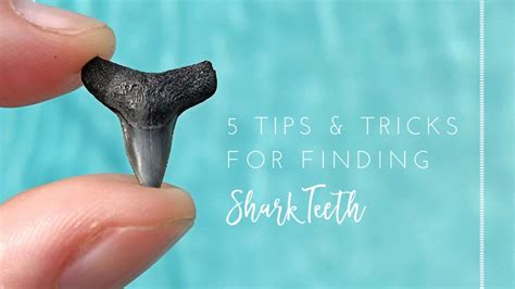 Shark Teeth Hunting 5 Tips And Tricks Jacksonville Beach Moms