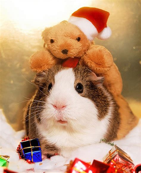 Beautiful Animals In Christmas Photography 20 Photos Of Cute Animals