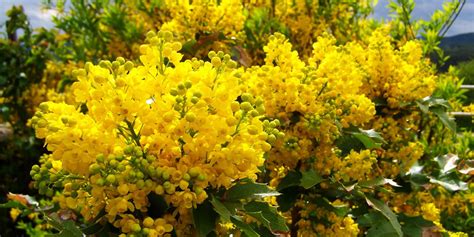 I principali fiori sono viola, lilla, oppure bianchi, tutti con la tipica forma a trombetta. Mahonia, coltivazione e cura di questa pianta sempreverde