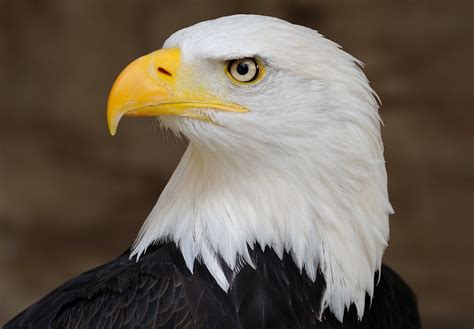 Bald Eagle United States Of America National Bird