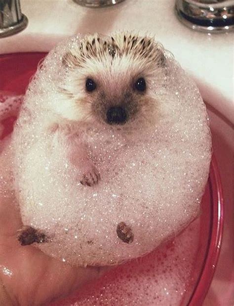 25 Impossibly Cute Animals Taking A Bath Inspiremore Фотографии