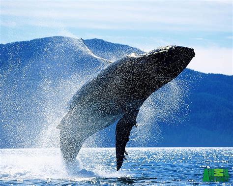 3840x2160px Free Download Hd Wallpaper Animal Whale Breaching