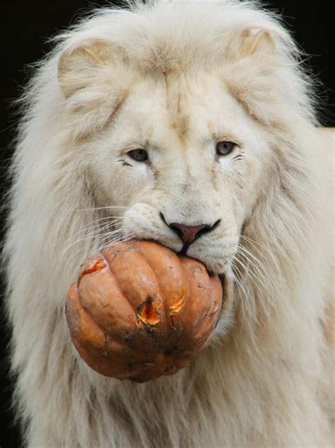 Getting In The Halloween Spirit A Bit Early This Lion