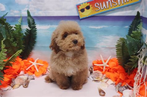 Poodle Toy Puppy Dog For Sale In Las Vegas Nevada