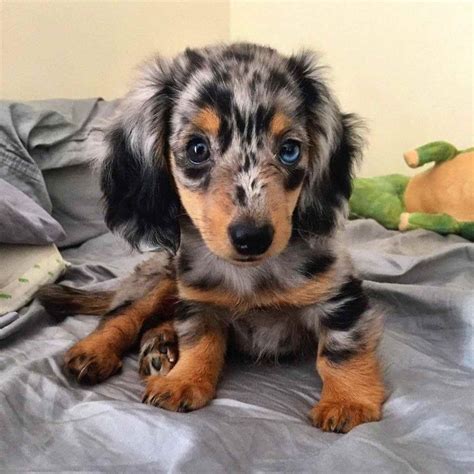 29 Long Haired Dapple Dachshund Puppy For Sale Photo Bleumoonproductions