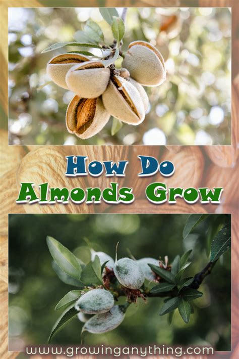 How Do Almonds Grow Foolproof Growing Guide For Healthy Nuts