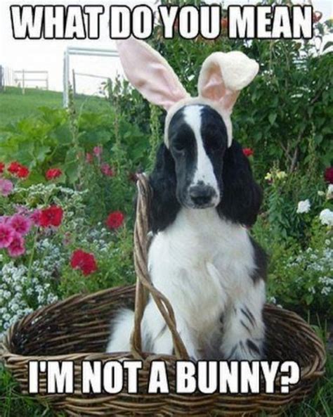 20 Funny Dog Easter Memes To Enjoy While You Binge Eat Easter Eggs