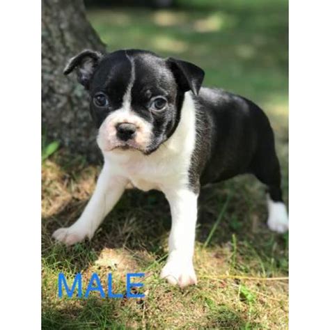 Beautiful photos with full descriptions and access to our she was an owner surrender to a shelter in alabama. 8 weeks old Boston Terrier CKC in Birmingham, Alabama - Puppies for Sale Near Me