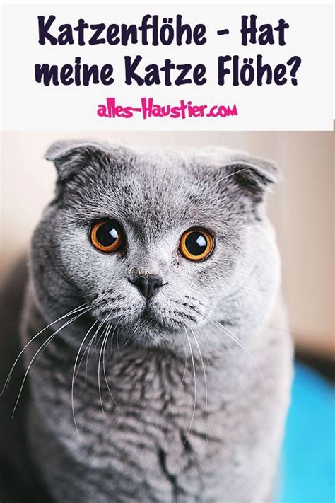 Ein und lassen sich nur schwer ausfindig machen. Flöhe bei Katzen und in der Wohnung bekämpfen | Katzen ...
