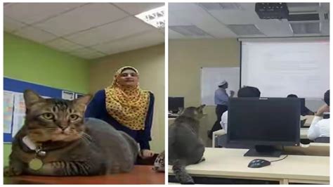 Help university is the leading private sector university in malaysia with over 10,000 students, including over 2,000 international students from help college of arts and technology ( help cat) : Cat Walks Into Malaysian University Classroom, Fell Asleep ...