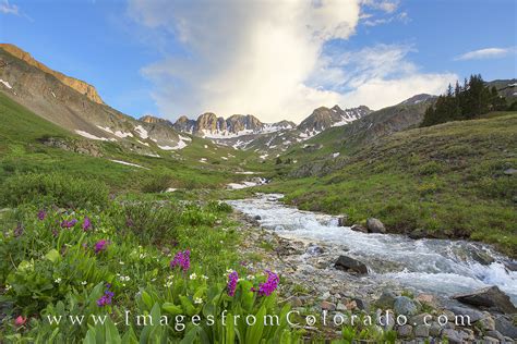 American Basin Wildflowers Near Lake City 1 Prints Images From Colorado