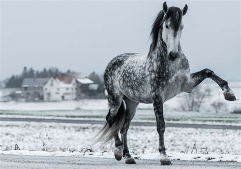 Pin By Rocío Téllez On Caballos Dapple Grey Horses Grey Horse