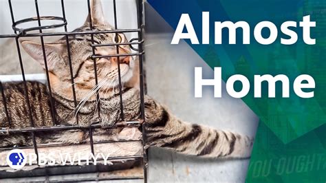 Almost Home Animal Shelter You Oughta Know 2020 Youtube