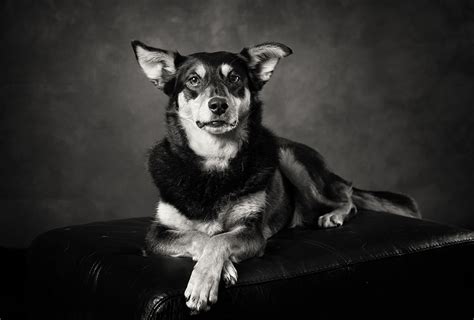 Black And White Dog Photography Petswall