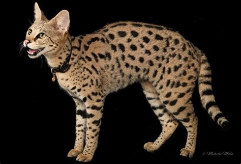 Is It Legal To Have An Ocelot As A Pet