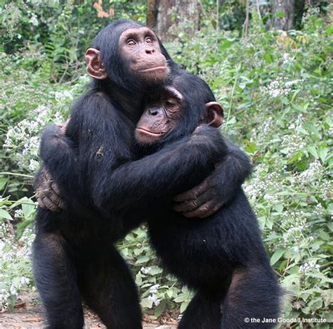 Research Shows Chimpanzees Cooperate First And Think Later Jane