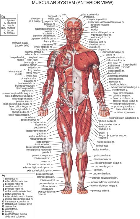 The Muscular System Deep Layers Back Laminated Anatomy Chart Ph