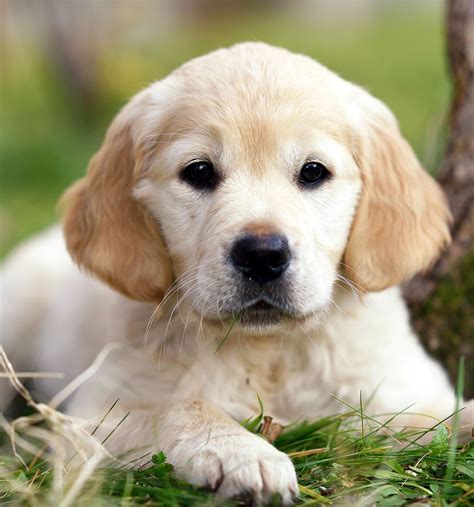 Puppy Pictures Of Golden Retrievers Perros Imágenes De Cachorros