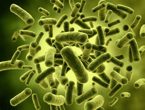 Bifidobacteria O Que é Para Que Serve E Efeitos Colaterais