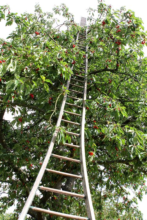 100% brand new and high quality. Cherry picking ladder - Faversham, Kent UK. | Mother earth ...