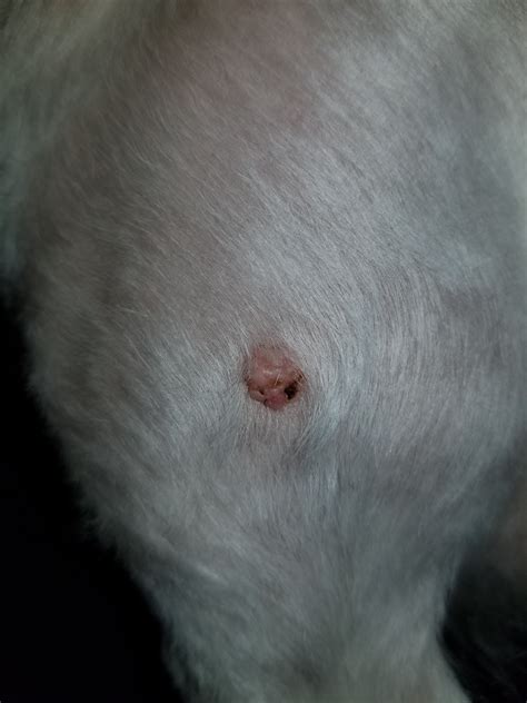 My Dog Has Had A Wart On Her Leg For As As I Can Remember But Now She