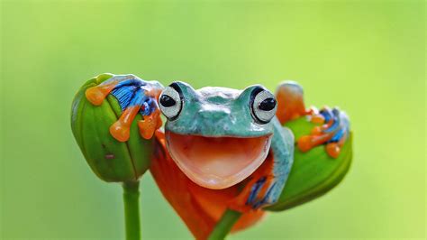Javan Tree Frog Indonesia Bing Wallpaper Gallery